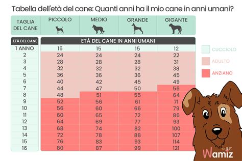 un cane di 12 anni quanti anni ha|Età del cane: come calcolarla e convertirla in anni umani.